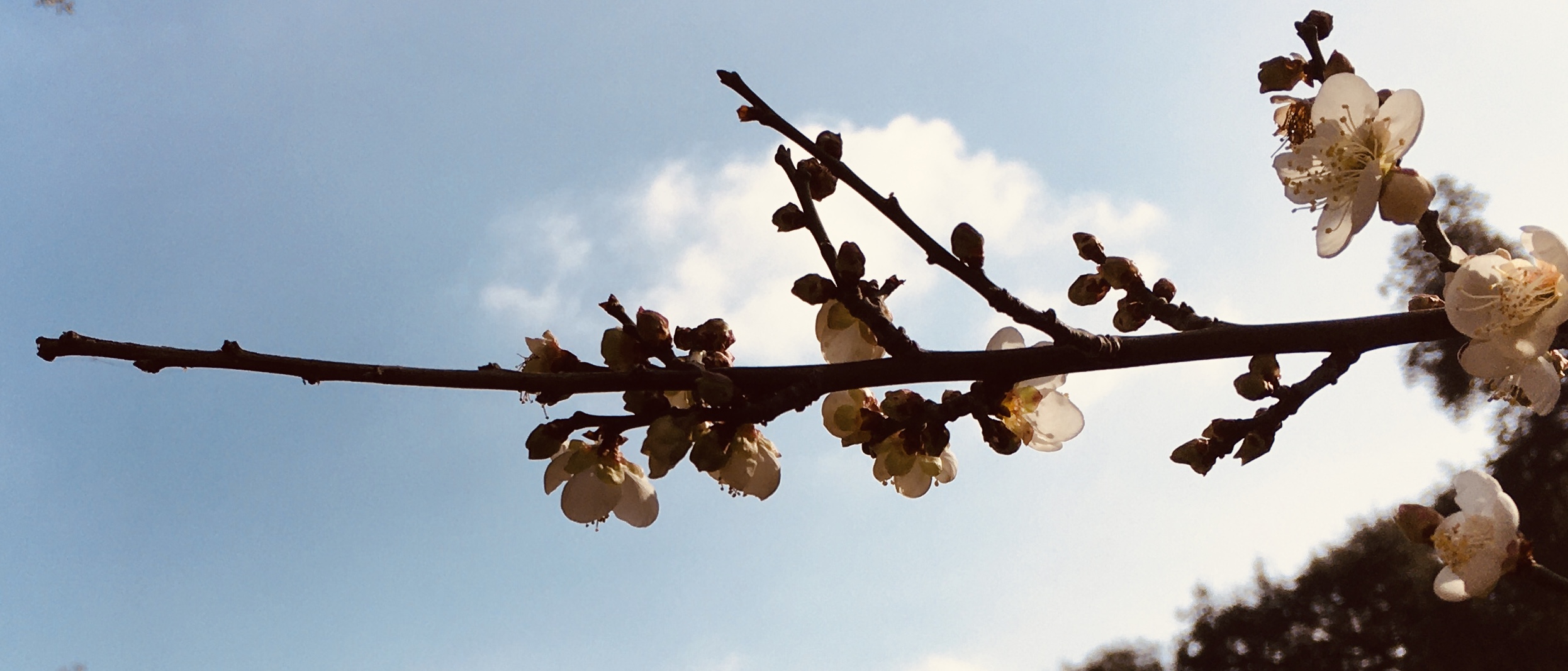 Huntington Library, Japanese Garden - Plum Blossoms